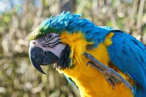 portret van een geel ara Aan een Afdeling. de papegaai vogel is een bedreigd soorten foto