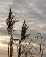 gouden riet zwaaien in de wind tegen zonsondergang lucht. abstract natuurlijk achtergrond. patroon met neutrale kleuren. minimaal, stijlvol, neiging concept. gouden zegge gras, droog riet, riet laag, riet zaden. foto