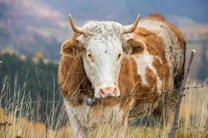 een mooi en gelukkig koe begrazing Aan een plateau in de Karpaten bergen in Roemenië. koe buitenshuis Aan de vlak. foto