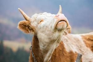 een mooi en gelukkig koe begrazing Aan een plateau in de Karpaten bergen in Roemenië. koe buitenshuis Aan de vlak. foto