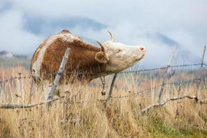 een mooi en gelukkig koe begrazing Aan een plateau in de Karpaten bergen in Roemenië. koe buitenshuis Aan de vlak. foto