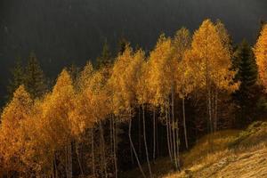 een charmant berg landschap in de bucegi bergen, Karpaten, Roemenië. herfst natuur in moeciu de zo, Transsylvanië foto