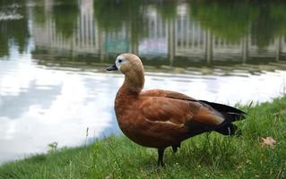 eend staand Aan een groen gras in de buurt meer foto