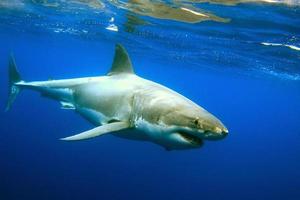 grote witte haai
