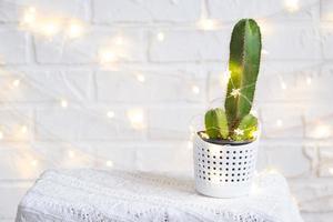 grappig cactus in vorm van mannetje penis in fee lichten, verpakt in warm, Kerstmis en nieuw jaar decor. Daar zullen worden Nee vakantie zonder geschenken. intiem ontharing voor Heren. ingemaakt huis planten, huis decor foto