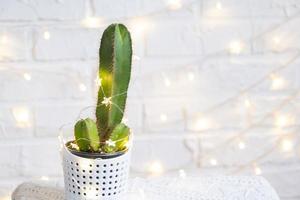 grappig cactus in vorm van mannetje penis in fee lichten, verpakt in warm, Kerstmis en nieuw jaar decor. Daar zullen worden Nee vakantie zonder geschenken. intiem ontharing voor Heren. ingemaakt huis planten, huis decor foto