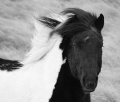 IJslands paard