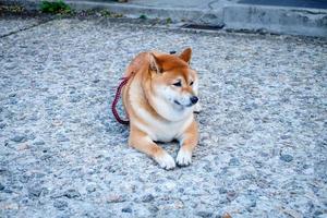 shiba inu de Japans hond is zittend Aan grond met kopiëren ruimte. foto