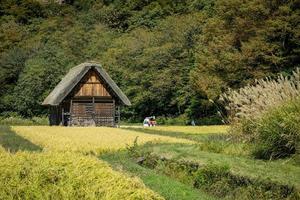 Japans shirakawago dorp gedurende oktober in herfst vallen gebladerte seizoen. Shirakawa traditioneel huis Aan driehoek dak met een achtergrond van rijst- veld, pijnboom berg en Doorzichtig wolk lucht na. foto
