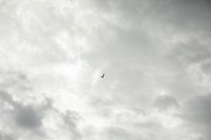 vogel is hoog in de lucht. vogel en grijze wolken. foto