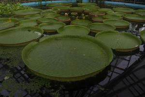 water lelie vorming gevonden binnen van een speciaal kamer binnen de botanisch tuin in cluj napoca , Roemenië foto