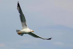 de zeemeeuw verspreiding haar Vleugels en stijgend in de lucht. foto