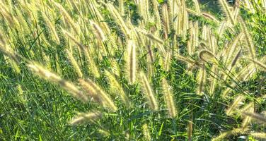 gras bloemen in een breed veld. foto