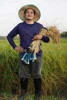 knap Aziatisch Mens boer staat Bij rijstveld veld, draagt hoed , houdt geoogst rijst- oren, zet hand- Aan heupen, voelt zelfverzekerd. concept ,landbouw bezigheid. boer met biologisch rijst. foto