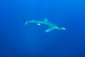 blauwe haai (prionace glauca) foto