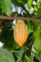 vers biologisch cacao fruit Aan cacao boom in natuurlijk tuin foto
