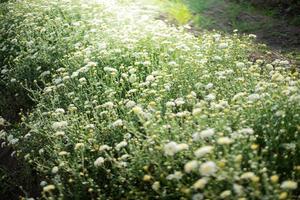 bloem park met zon licht foto