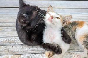 een zwart kat knuffelen met een klein kat foto