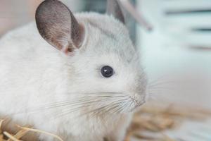 chinchilla schattig huisdier vacht wit haar- pluizig en zwart ogen. detailopname dier knaagdier aanbiddelijk temmen oor grijs op zoek Bij camera. katachtig zoogdieren zijn pluizig en speels. foto