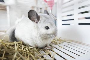 chinchilla schattig huisdier vacht wit haar- pluizig en zwart ogen. detailopname dier knaagdier aanbiddelijk temmen oor grijs op zoek Bij camera. katachtig zoogdieren zijn pluizig en speels. foto