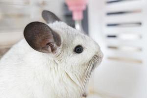 chinchilla schattig huisdier vacht wit haar- pluizig en zwart ogen. detailopname dier knaagdier aanbiddelijk temmen oor grijs op zoek Bij camera. katachtig zoogdieren zijn pluizig en speels. foto