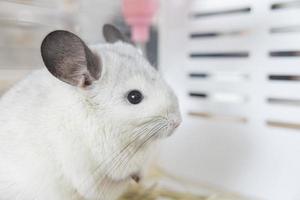 chinchilla schattig huisdier vacht wit haar- pluizig en zwart ogen. detailopname dier knaagdier aanbiddelijk temmen oor grijs op zoek Bij camera. katachtig zoogdieren zijn pluizig en speels. foto