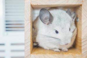 chinchilla schattig huisdier vacht wit haar- pluizig en zwart ogen. detailopname dier knaagdier aanbiddelijk temmen oor grijs op zoek Bij camera. katachtig zoogdieren zijn pluizig en speels. foto