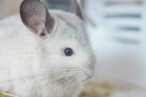 chinchilla schattig huisdier vacht wit haar- pluizig en zwart ogen. detailopname dier knaagdier aanbiddelijk temmen oor grijs op zoek Bij camera. katachtig zoogdieren zijn pluizig en speels. foto