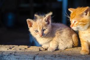 gember kittens zitten Aan een houten drempel en koesteren in de ochtend- zon. nakomelingen van een huiselijk kat. leven van een kat Aan een boerderij. foto