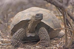 jong reusachtig schildpad in de borstel foto