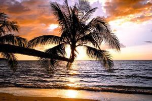 mooi zonsondergang tropisch strand met palm boom en blauw lucht voor reizen en vakantie in vakantie kom tot rust tijd foto