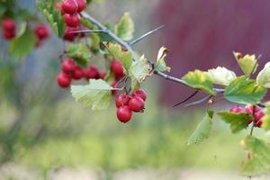 ten volle rijp meidoorn fruit Aan een tak, detailopname foto