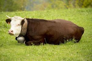 portret van een bruin koe aan het liegen Aan een groen gras veld- foto