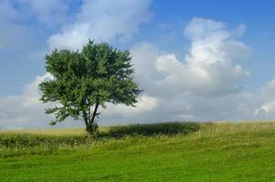eenzame boom in het veld foto