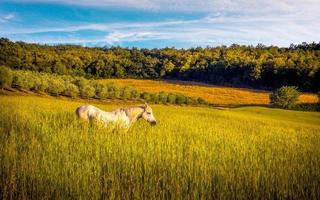wild paard op landbouwgrond foto