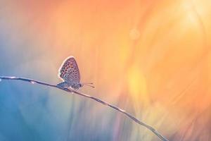 droom weide zonsondergang. natuur detailopname mooi zomer weide achtergrond. inspireren natuur detailopname. majestueus geweldig verbijsterend herfst vlinder ontspanning. mooi rustig natuur macro achtergrond foto