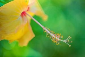 romantisch kleurrijk mooi hibiscus bloem in natuur, bloem blad en hibiscus bloem in tuin. exotisch liefde tropisch eiland natuur tuin, bloeiend hibiscus bloem in wazig groen landschap foto