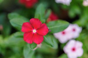 flox bloemen abstract detailopname van een rood flox bloeiwijze. bloemen bloeiend in de tuin. bloemen behang met kopiëren ruimte. selectief zacht focus wazig gebladerte achtergrond. levendig kleur bloemblaadjes foto