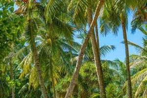 ontspannende exotisch natuur patroon. palm boom Woud. natuurlijk zonnig keerkring landschap, kokosnoot palm bomen, zonlicht blauw lucht. idyllisch vredig detailopname, zomer op reis foto