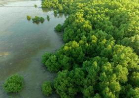 groen mangrove Woud met ochtend- zonlicht. mangrove ecosysteem. natuurlijk koolstof zinkt. mangroven vastleggen co2 van de atmosfeer. blauw koolstof ecosystemen. mangroven absorberen koolstof dioxide uitstoot. foto