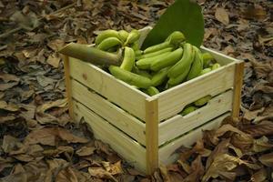 groene bananen in houten kisten, gemaakt van pallet. foto