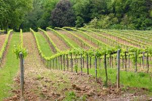 Toscaanse wijngaard