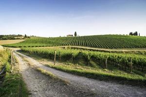 wijngaarden in Toscane foto