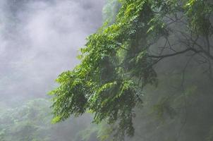 groenbladige bomen bedekt met mist