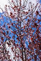 kers boom bloeiende met blauw lucht en wit wolken achter. verticaal afbeelding. foto