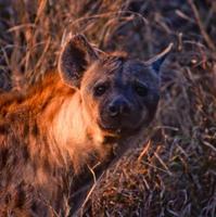 hyena foto
