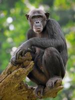 gewone chimpansee