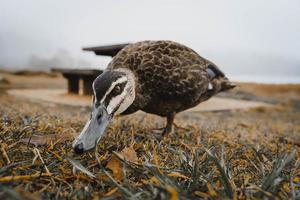 eend op het gras foto