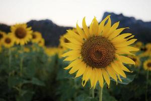 zonnebloem in veld foto