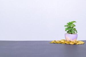 een stapel munten en een plantenpot op tafel foto